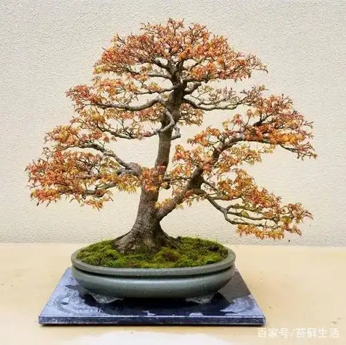 枫树盆景欣赏和养护技巧