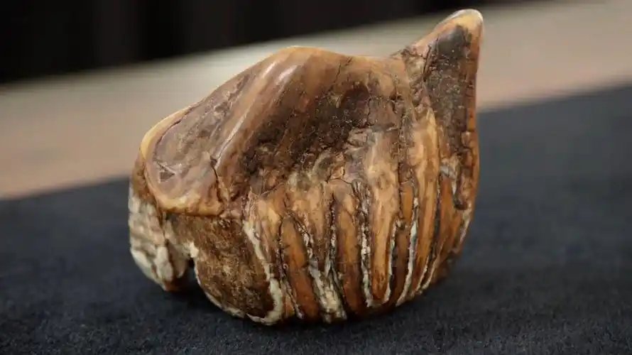 一颗史前生物猛犸象的牙齿化石,能在当铺值多少钱,这也太便宜了