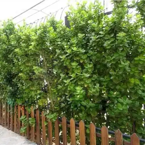 基地批发法国冬青小苗工程绿化北海道黄杨庭院绿篱围墙四季常青树