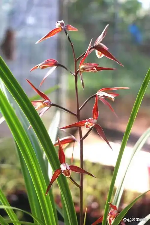 兰花是中国珍贵的花卉,其强大的观赏价值是显而易见的,兰花优雅,颜色