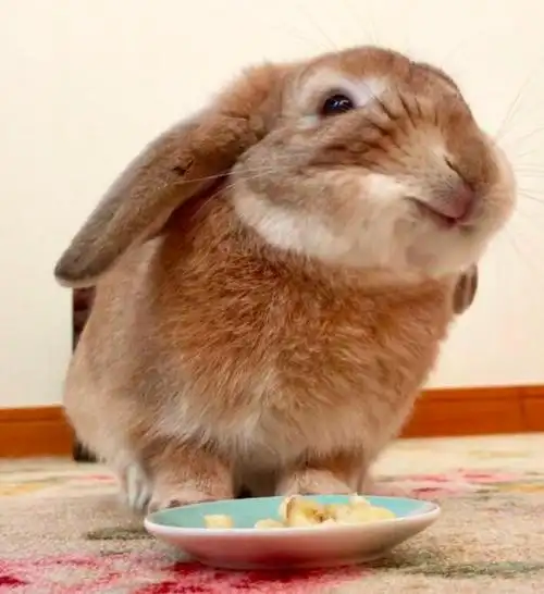 兔宝吃到香蕉超满足它开心到眼睛发亮的表情,网友看了全萌晕