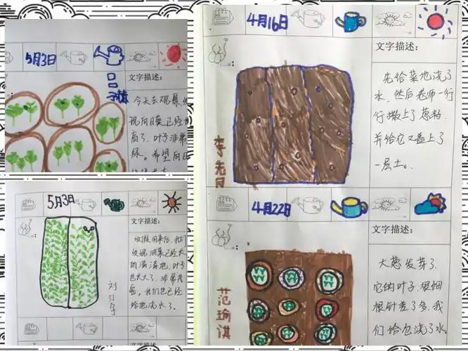 欢乐种植园 观察与记录——大三班幼儿种植观察活动记录