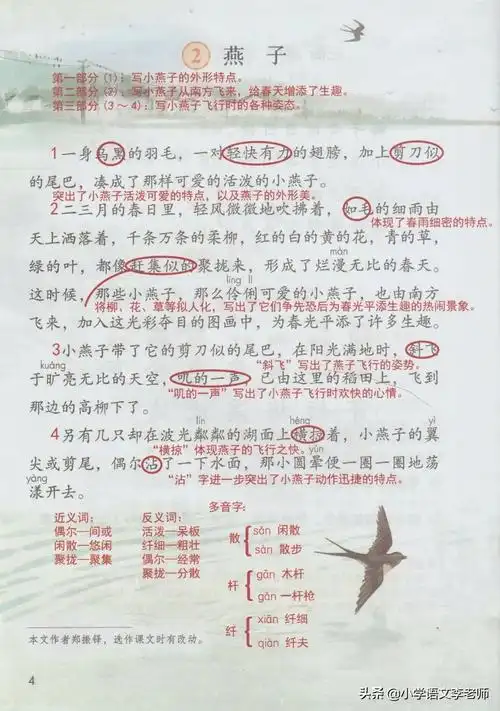 三年级语文下册《燕子》课文讲解,附带课堂笔记整理