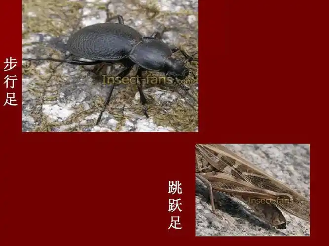茶树病虫害防治课件_1 昆虫基础知识2.ppt 步 行 足 跳 跃 足