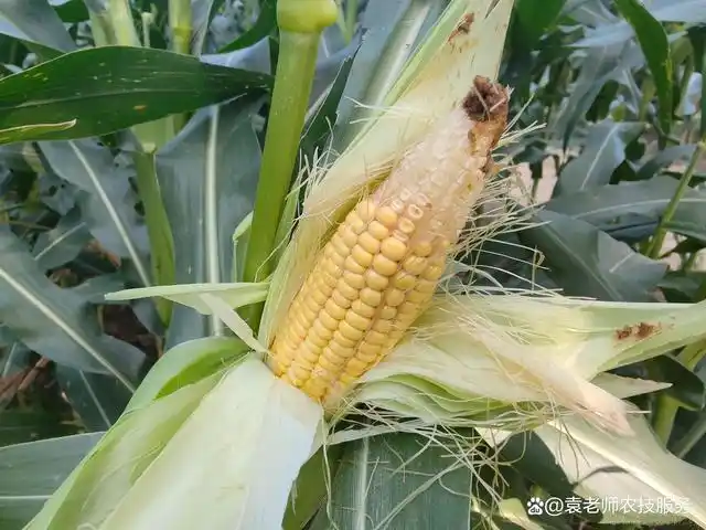 玉米花粒和秃尖,是什么原因引起的,怎样补救效果好