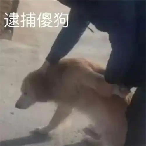 今日份搞笑表情包来咯!请查收