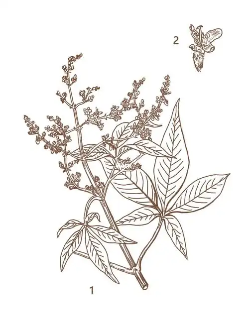 黄荆中医草药植物插画