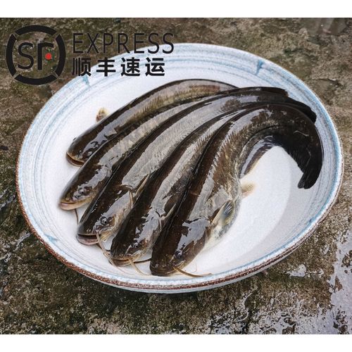 lism 鲶鱼现杀土鲶鱼胡子鲶八须鱼大口鲶鱼活体宰杀 净膛后二斤重