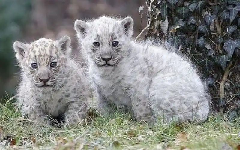 非常罕见的白色美洲豹