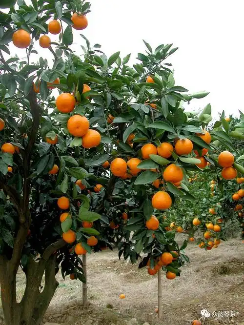 橙子树