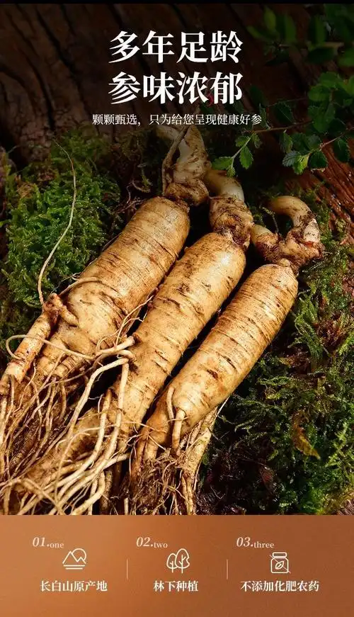 伟博新鲜西洋参现挖大个西洋参整只新鲜带土高参龄非菲野人参花旗参每