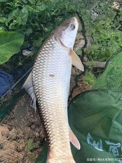 西枝江野钓的十大鱼种,钓友解锁了几种?