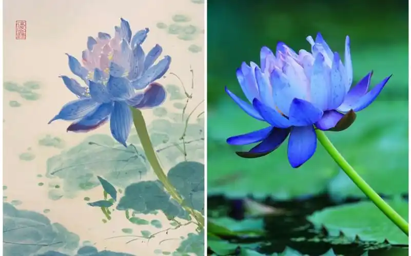 国画～写意100花|睡莲