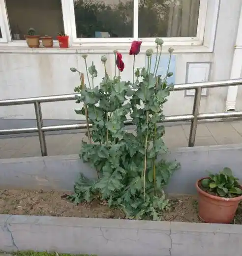 加它炖汤味道好,常德一女子因此种植罂粟,但结果.你们知道的