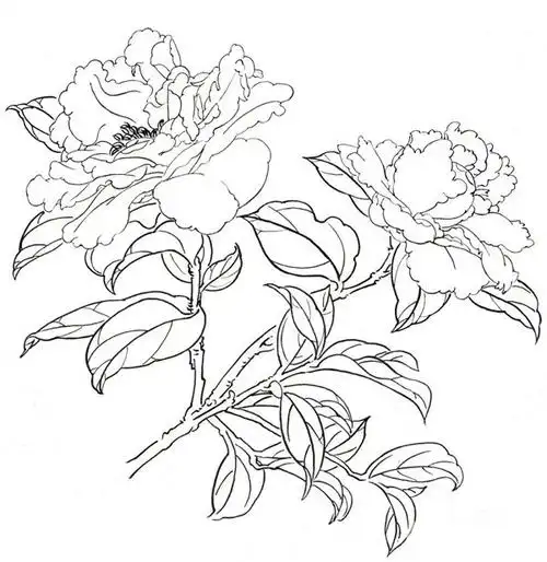 白描芍药的绘画步骤(3)