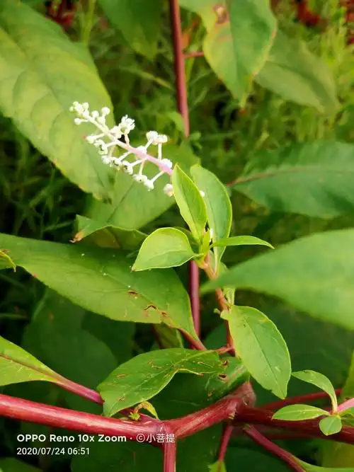 这种叫商陆的萝卜是有毒的