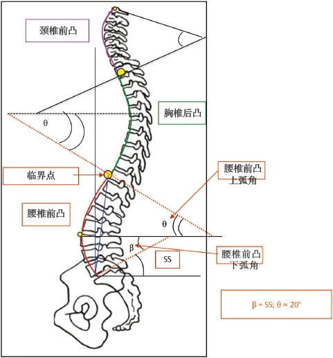 重温几何学从脊柱矢状面曲度临界点探寻脊柱病理