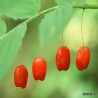 微信头像秋天的果实【点击鼠标右键下载】