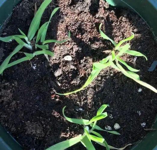 "兔尾草"怎么养?秋天可播种,发芽快长到爆盆,很萌很可爱