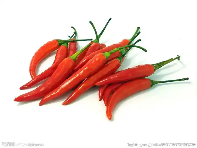 小辣椒泰椒小米椒图片
