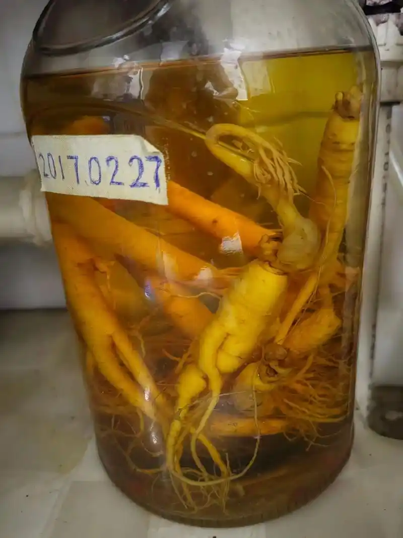 在酒里泡了好几年的人参竟然发芽了.2017年春节过后泡了点人 - 抖音