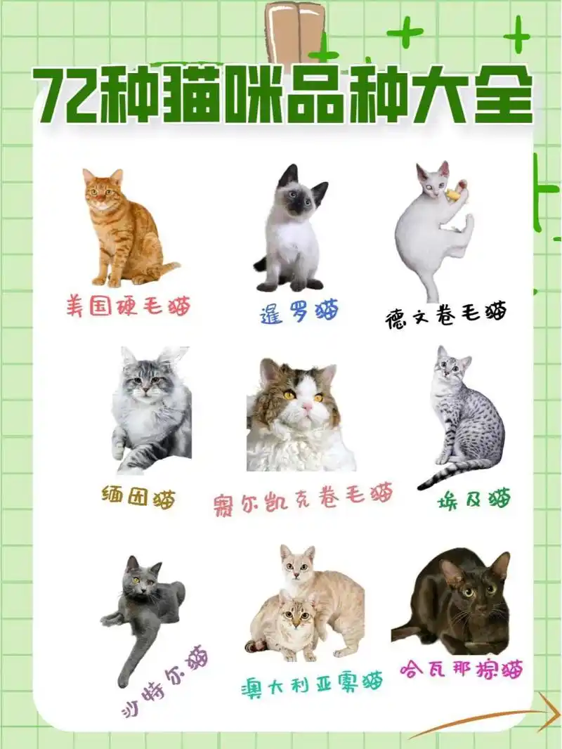 72种猫咪品种大全图片及介绍1 -你知多少?