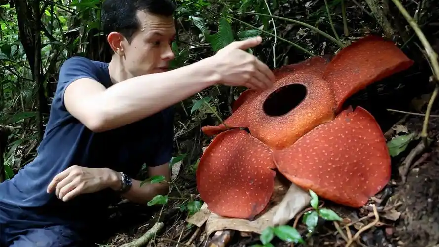 食人花图片吃人图片(我想看一下食人花的图片)