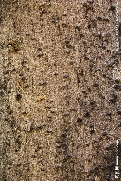 树皮贴图素材图片