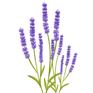 手绘卡通薰衣草免抠素材