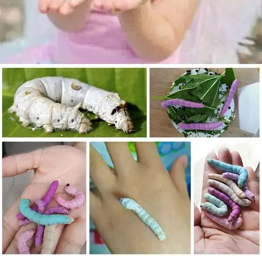 蚕宝宝活体套装新鲜桑叶七彩金丝彩色蚕卵蚕种嫩桑叶学生养蚕工具