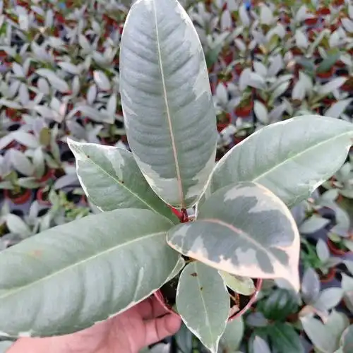 橡皮树红关公盆栽居家植物盆栽室内好养型 植物大盆花金刚