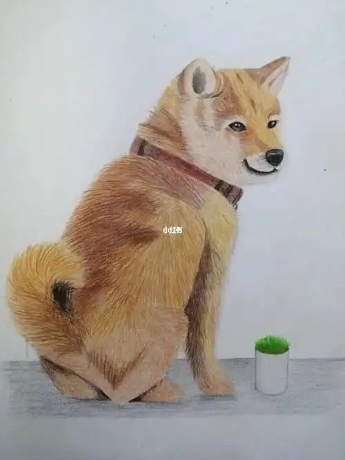 彩铅柴犬宝宝