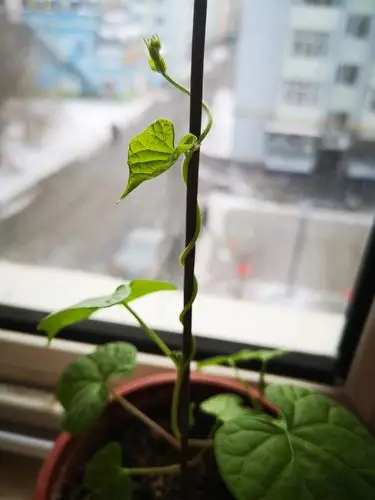 我种的牵牛花小苗长高了