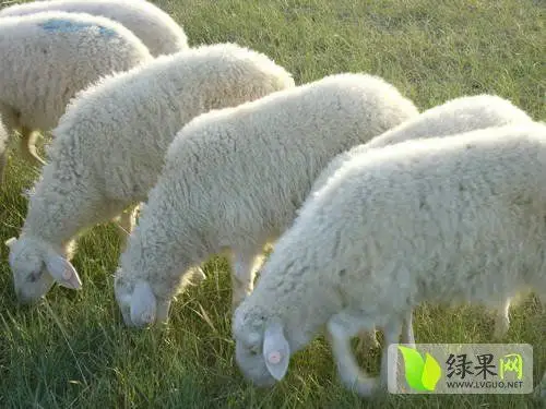 2014年06月02日和林格尔县绵羊价格
