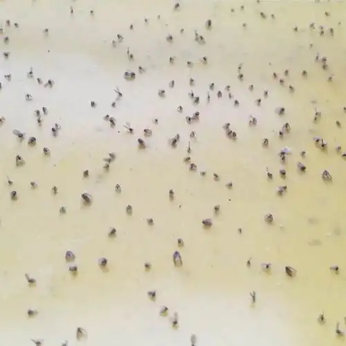 这种小飞虫叫蛾蠓,又称蛾蚋.