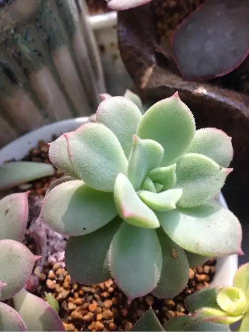 多肉植物图鉴之砂糖