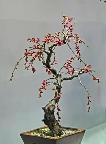 梅花养成盆景一点也不难,做好平日管理,造型俊美枝头都是花