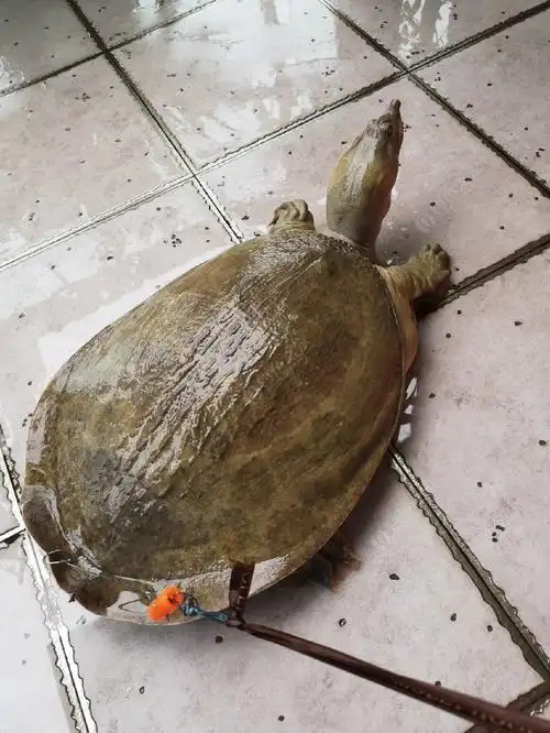 好大的野生甲鱼,第一次见