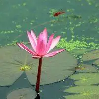 微信头像蜻蜓点水_微信头像图片大全