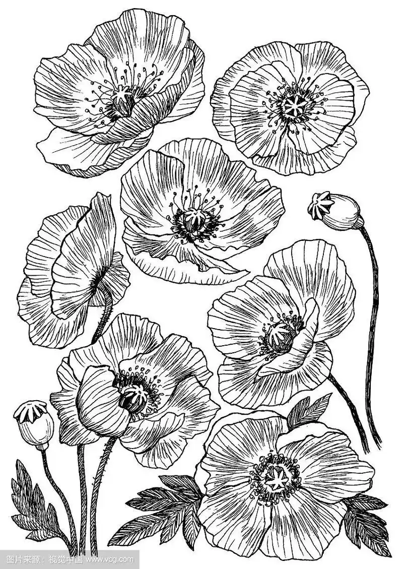 罂粟花画集孤野