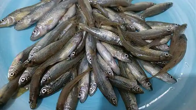 今天和儿子到房前的小池塘抓小鱼,熬鱼汤,真香啊