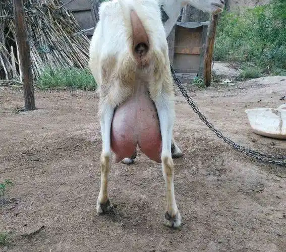 铜官山区萨能奶山羊种公羊价格