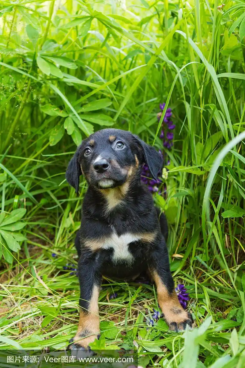 小红狗坐在草地上