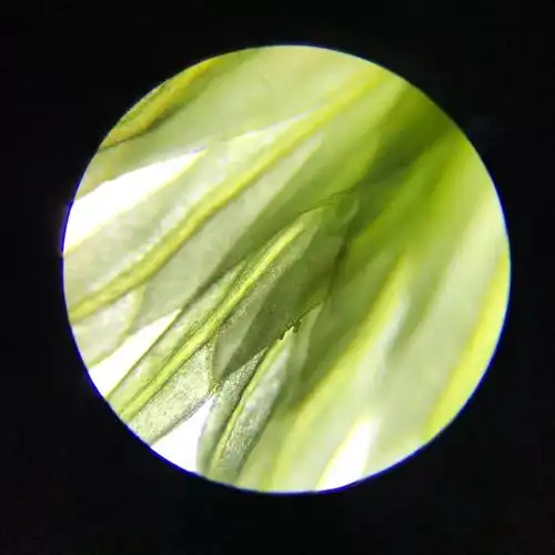 显微镜下的苔藓