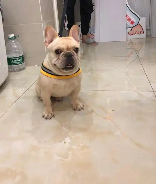 成年法斗有偿领养