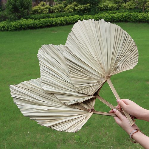 蒲扇叶干花棕榈叶 芦苇 铁树单白色婚礼场景布置花艺墙干蒲葵扇子