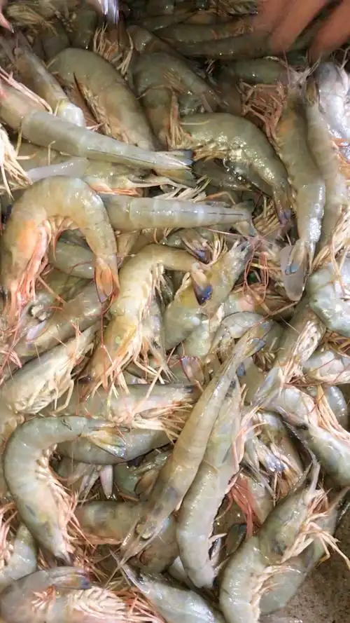 带膏卢虾母,10个1斤.