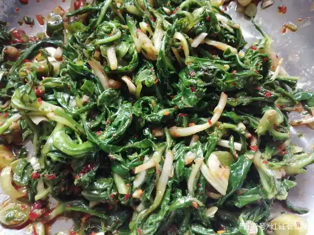 凉拌的苦苦菜   凉拌前一定要开水汆