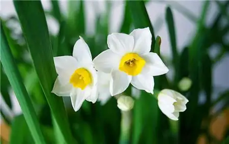 水仙花花语大全