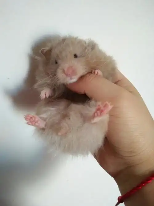 仓鼠熊呆萌长毛纯合白熊丁香灰鸽